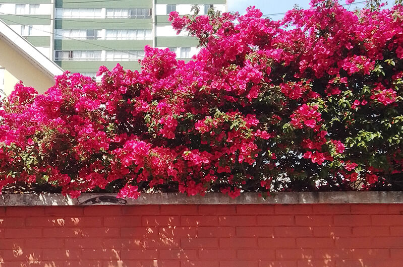 Cores Exuberantes